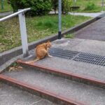 An orange cat grooming itself on the stone stairs of a quiet residential area in Kobe, representing a small fragment of memory in the Kobe metaverse.